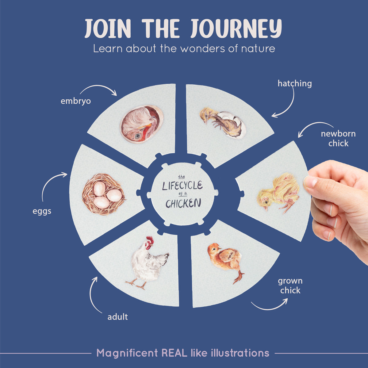 Life Cycle Puzzles – The Spark Innovations